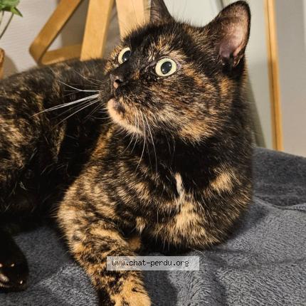 Foto 1/1 Zelda Chat perdido en Marpire