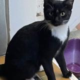 Foto del gato perdido en Saint Barthelemy