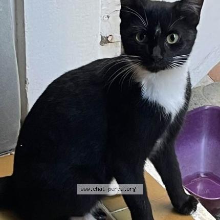 Foto 1/2 Louloute Chat perdido en Saint barthelemy