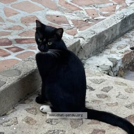 Foto 2/2 Louloute Chat perdido en Saint barthelemy