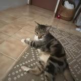 Foto de gato encontrado en Saint Barthelemy