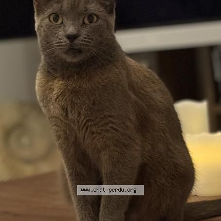 Foto 1/2 Penny Chat perdido en Saint barthelemy