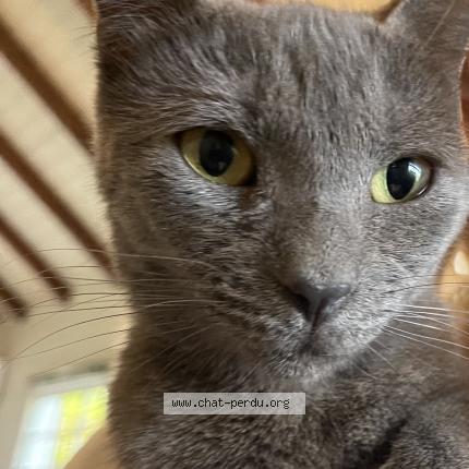 Foto 2/2 Penny Chat perdido en Saint barthelemy