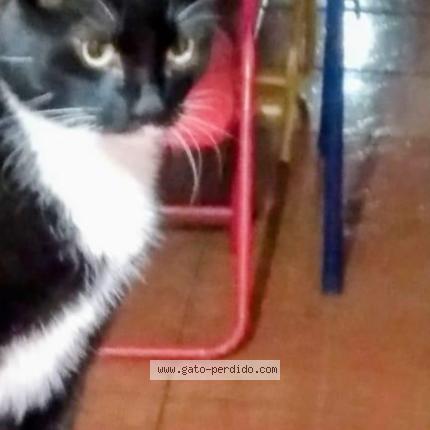 Foto 1/1 Chiquitito Chat perdido en Maipu