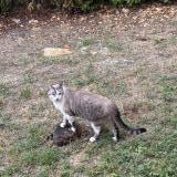 Foto del gato perdido en Ales