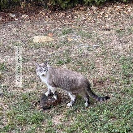 Foto 1/2 Ushuaia Chat perdido en Ales