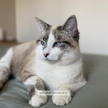 Foto 2/2 Ushuaia Chat perdido en Ales