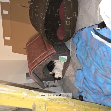 Foto 1/1 Gato encontrado Encontrado en Tauxigny