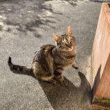 Foto de gato encontrado en Sainte Sabine Sur Longeve