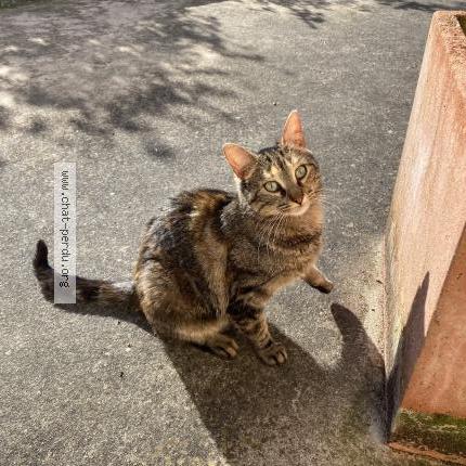 Foto 1/1 Gato encontrado Encontrado en Sainte sabine sur longeve
