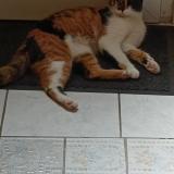 Foto del gato perdido en St Pierre Les Elbeuf