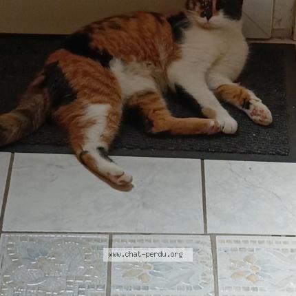 Foto 1/1 Yalali Fikri Nahimma Chat perdido en St pierre les elbeuf