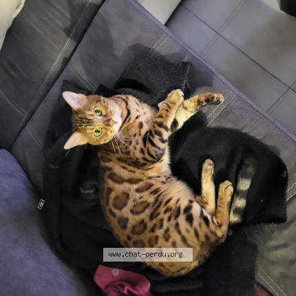 Foto 1/1 Fury Chat perdido en St laurent du var