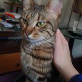 Foto del gato perdido en Paris