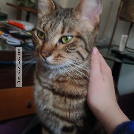 Foto 1/1 Winni Chat perdido en Paris