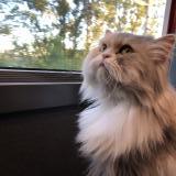 Foto del gato perdido en Toulouse