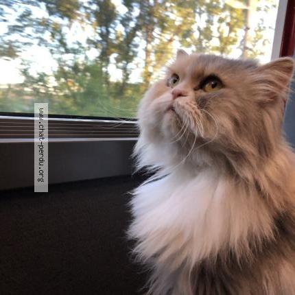 Foto 1/1 UFFIE Chat perdido en Toulouse