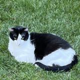 Foto del gato perdido en Charbonnieres Les Bains