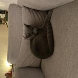 Foto del gato perdido en Gagny