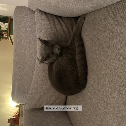 Foto 1/1 May Chat perdido en Gagny