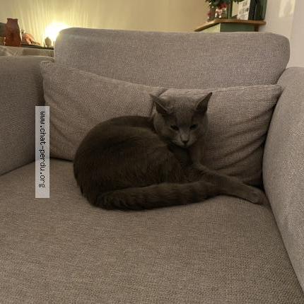 Foto 1/1 May Chat perdido en Gagny