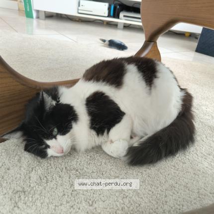 Foto 1/1 Voyou Chat perdido en Vaires sur marne