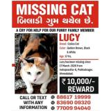 Foto del gato perdido en Ahmedabad