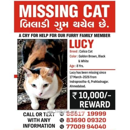 Foto 1/1 Lucy Chat perdido en Ahmedabad