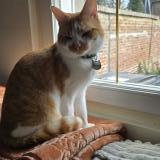 Foto del gato perdido en Etalon