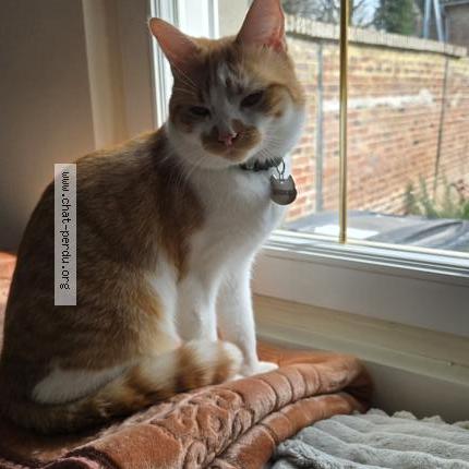 Foto 1/3 Rookie Chat perdido en Etalon