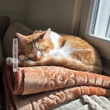 Foto 2/3 Rookie Chat perdido en Etalon