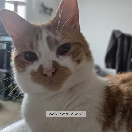 Foto 3/3 Rookie Chat perdido en Etalon