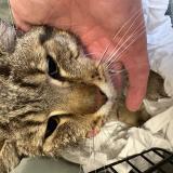 Foto de gato encontrado en Ris Orangis