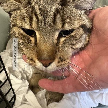 Foto 1/1 Gato encontrado Encontrado en Ris orangis