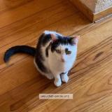 Foto del gato perdido en Bordeaux