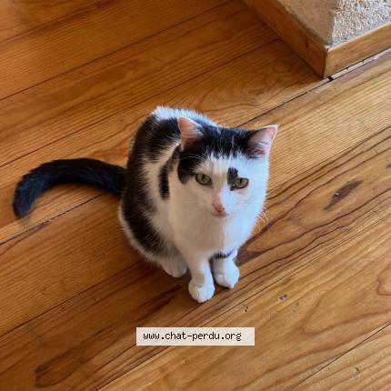 Foto 1/1 Balthazar Chat perdido en Bordeaux