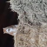 Foto de gato encontrado en Goyrans