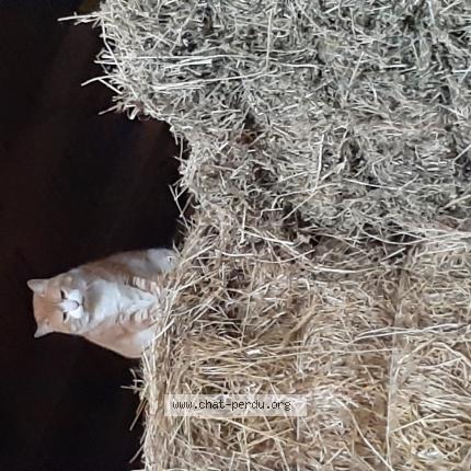 Foto 1/1 Gato encontrado Encontrado en Goyrans