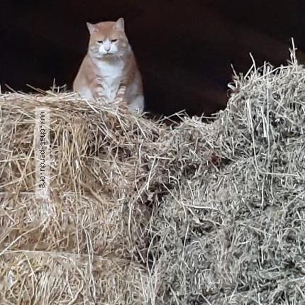 Foto 1/1 Gato encontrado Encontrado en Goyrans
