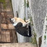 Foto de gato encontrado en Commugny