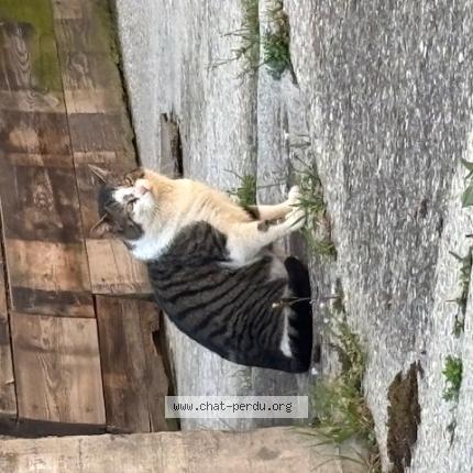Foto 1/1 Gato encontrado Encontrado en Commugny