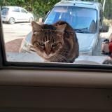 Foto de gato encontrado en Saint Egreve