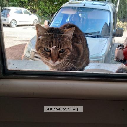 Foto 1/1 Gato encontrado Encontrado en Saint egreve