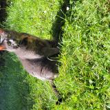 Foto de gato encontrado en Itteville