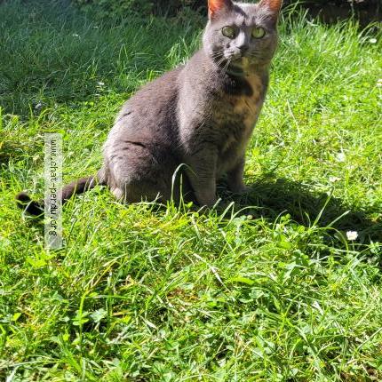 Foto 1/1 Gato encontrado Encontrado en Itteville