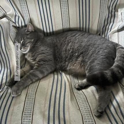 Foto 1/2 RAIMBAULT Chat perdido en St antoine du rocher