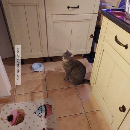 Foto 2/2 RAIMBAULT Chat perdido en St antoine du rocher