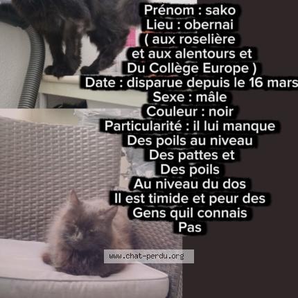 Foto 1/1 Sako Chat perdido en Obernai