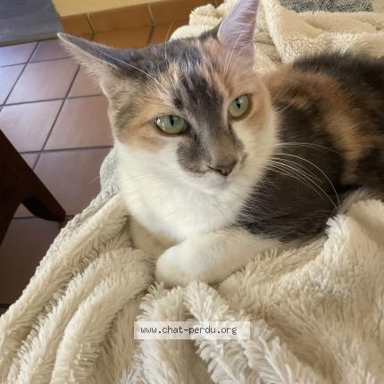 Foto 1/1 Plume Chat perdido en Serpaize