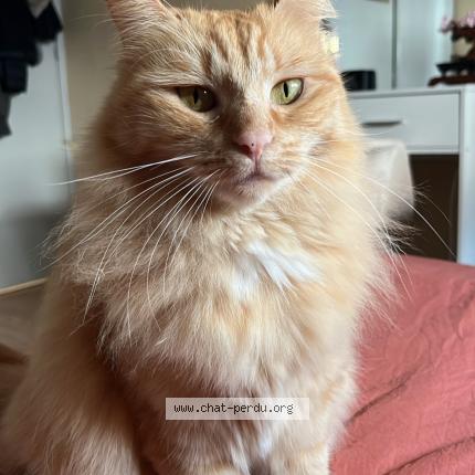 Foto 1/1 Pichpiche Chat perdido en Landouge